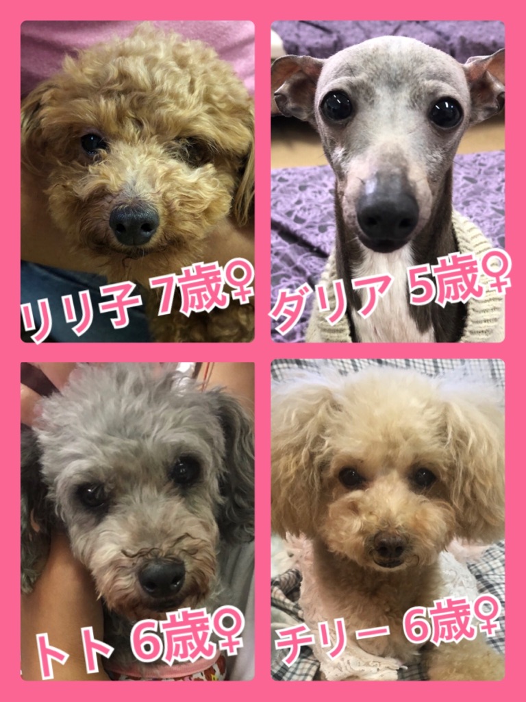 🐾今日の里親様募集中ワンコ🐶メンバーです🐾2018,8,24